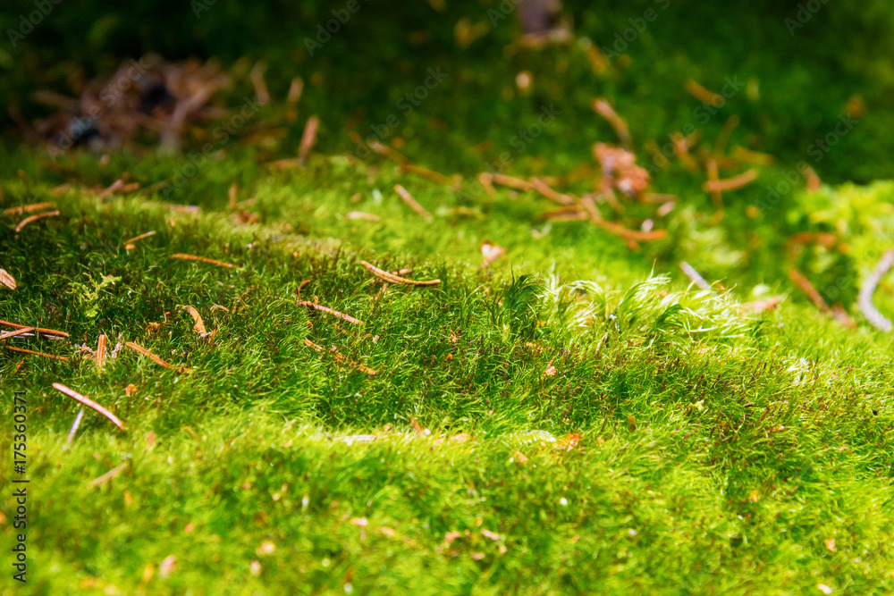 Fototapeta premium grass like a carpet