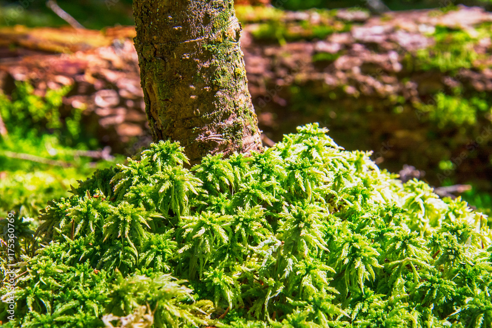 Fototapeta premium grass like a carpet