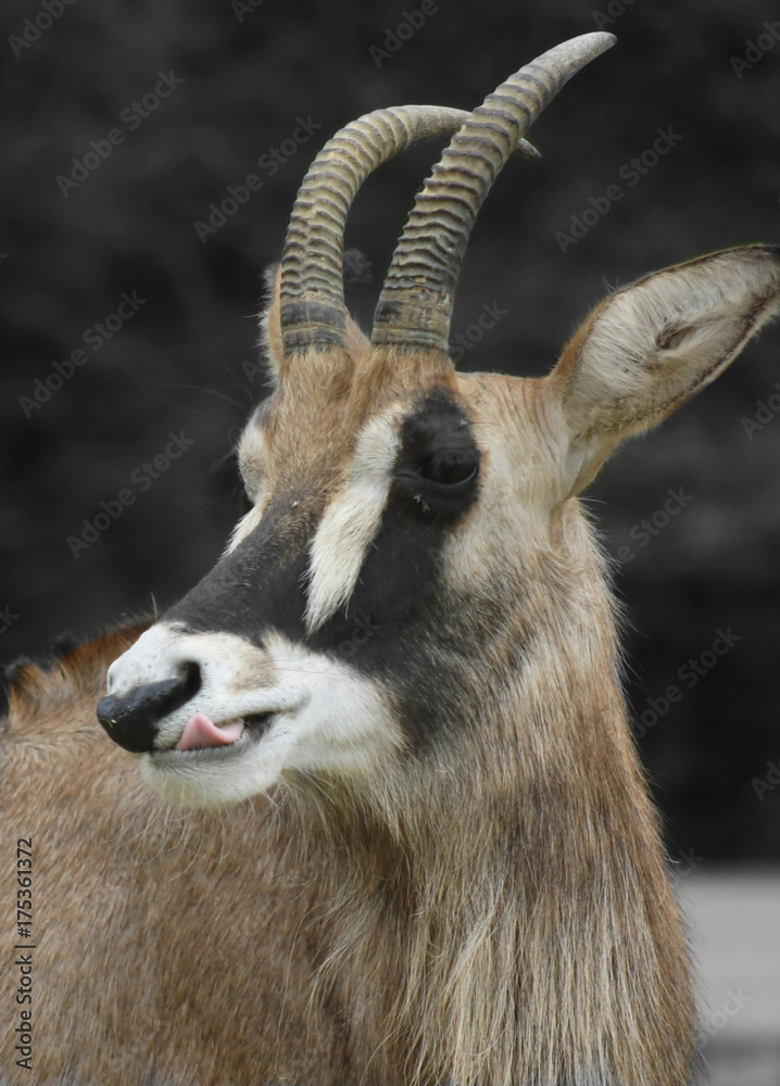 Antilope Maleducata Fa La Lingua!