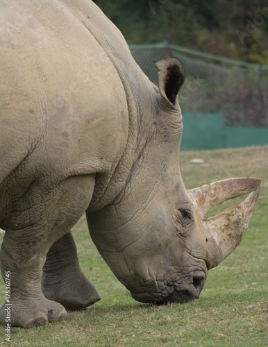 White Rhinoceros (Ceratotherium Simum) (3) photo