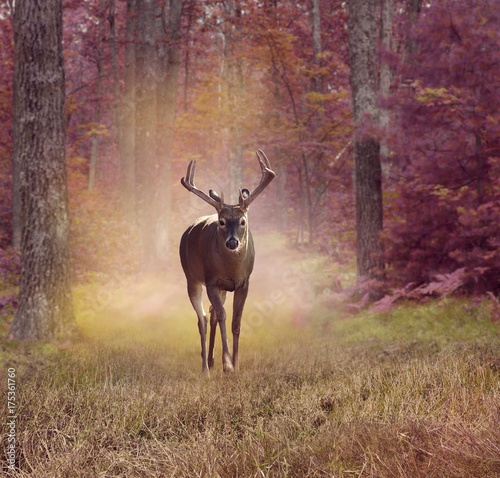 Deer in autumn forest