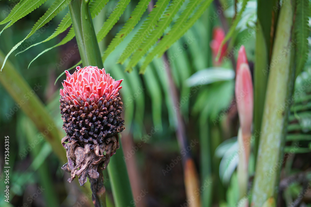 red pink torch ginger plant rain drop red pink torch ginger plant rain drop