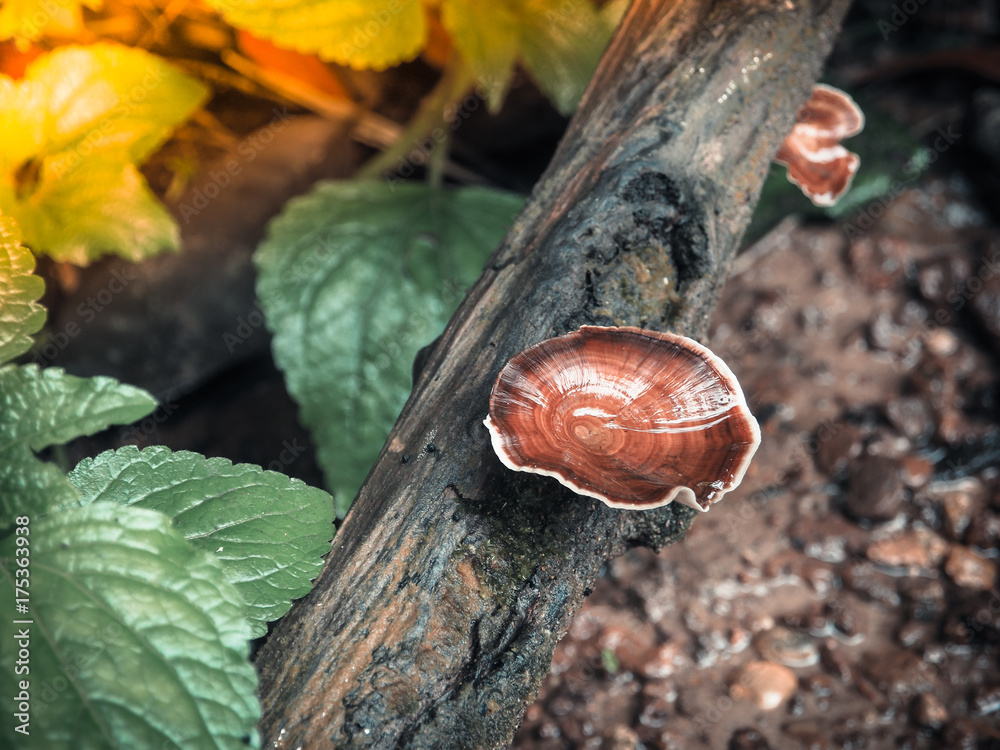 Obraz premium Beautiful mushroom in forest