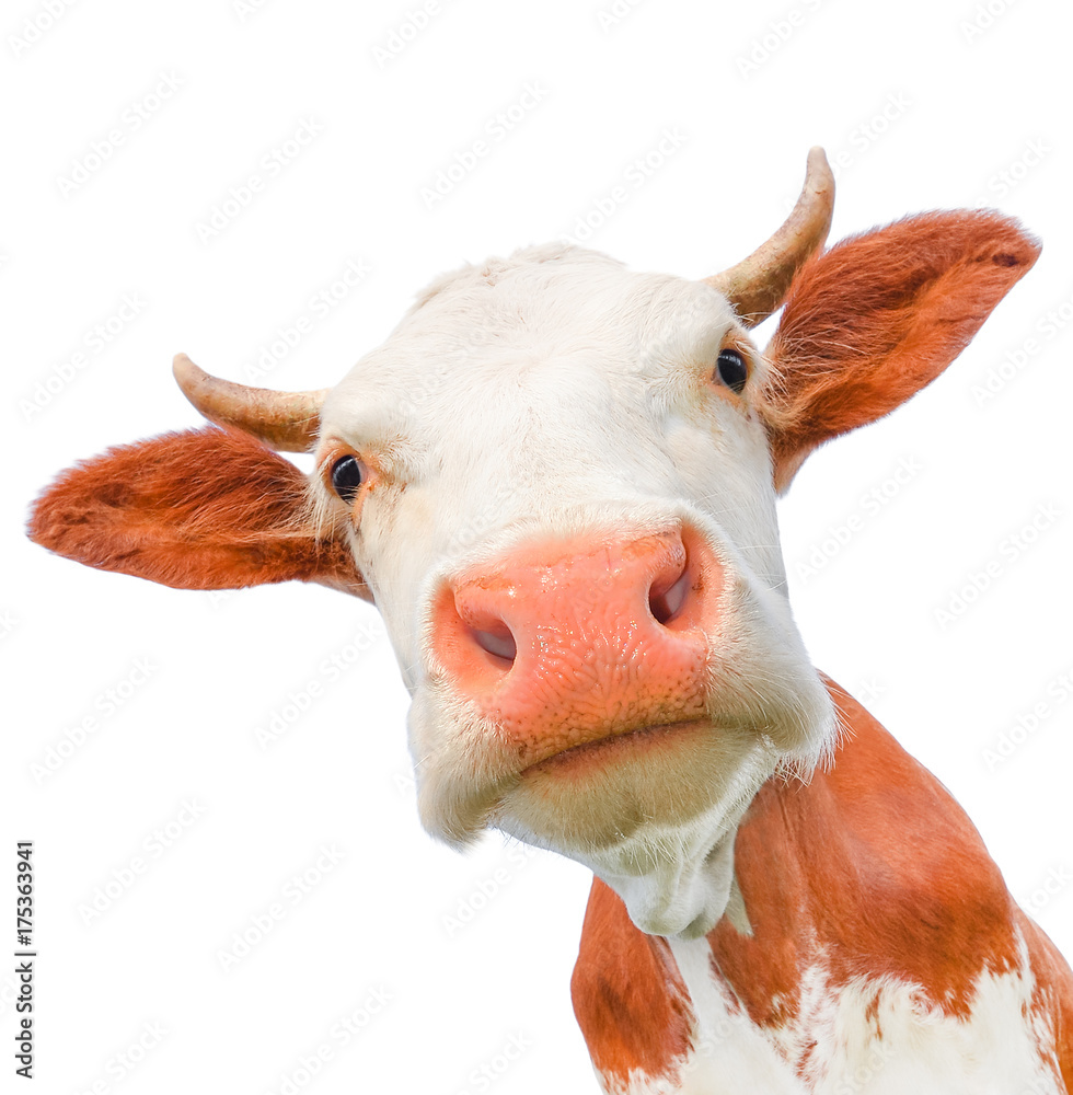 Funny cow looking at the camera isolated on white background. Spotted red  and white cow with a big snout close up. Cow muzzle staring close up. Stock  Photo | Adobe Stock