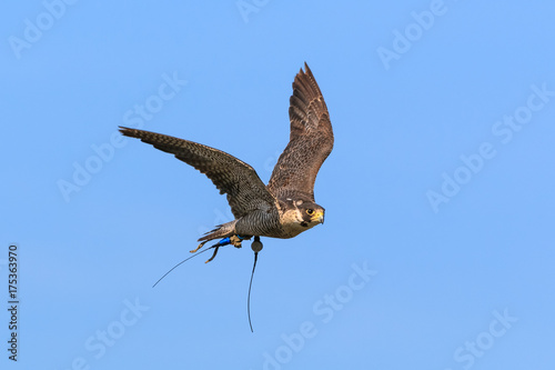 Falcon flying in the blue sky