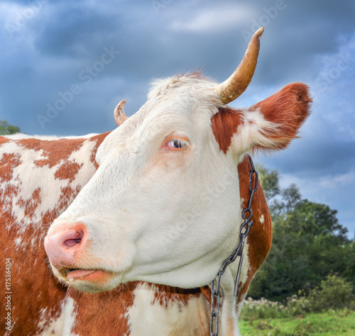 Very funny cow with big muzzle staring straight into camera and eating grass. Farm animals. Funny cute red and white spotted cow on the field with bright green grass. © esvetleishaya