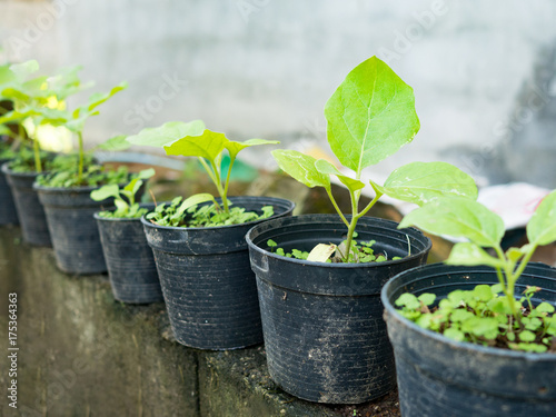 Young green sapling eggplant tree grow up from soil in black pot. Agriculture and environment concept.