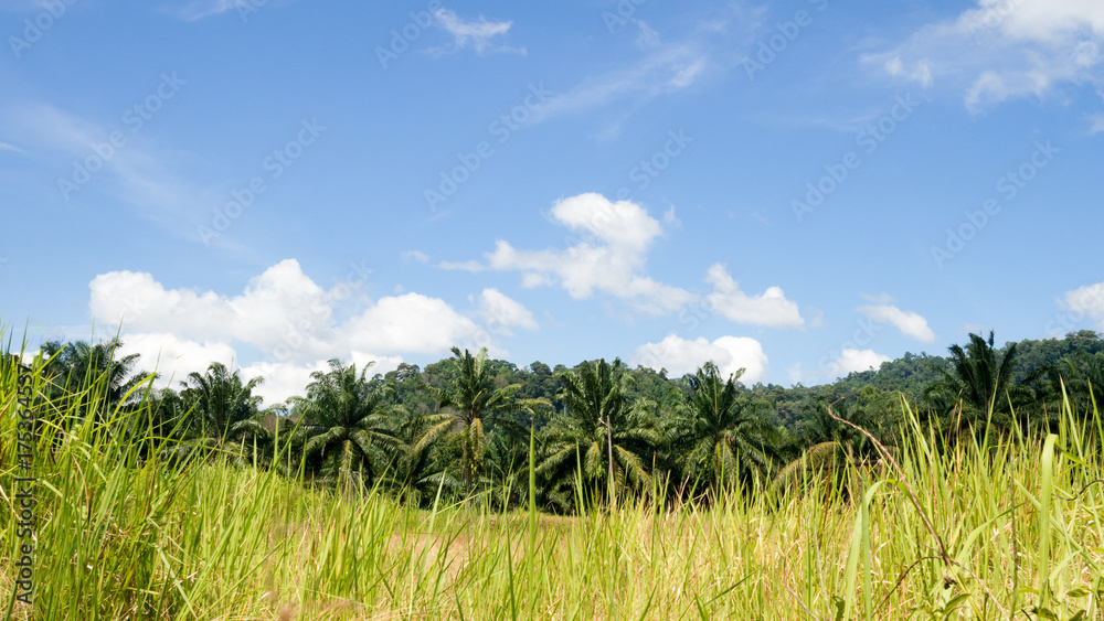 Landscape fresh green field palm tree in countryside view with blue sky. Landscape fresh green field palm tree in countryside view with blue sky.