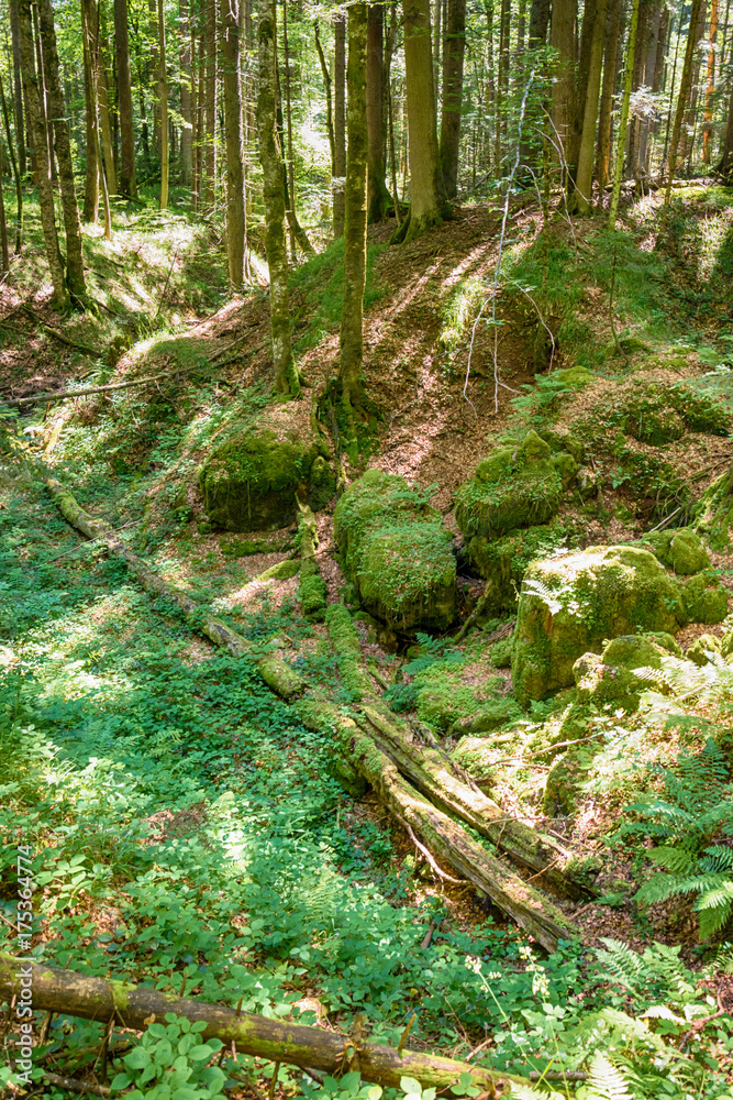 Fototapeta premium the forest