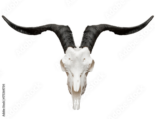 Goat skull isolated on white