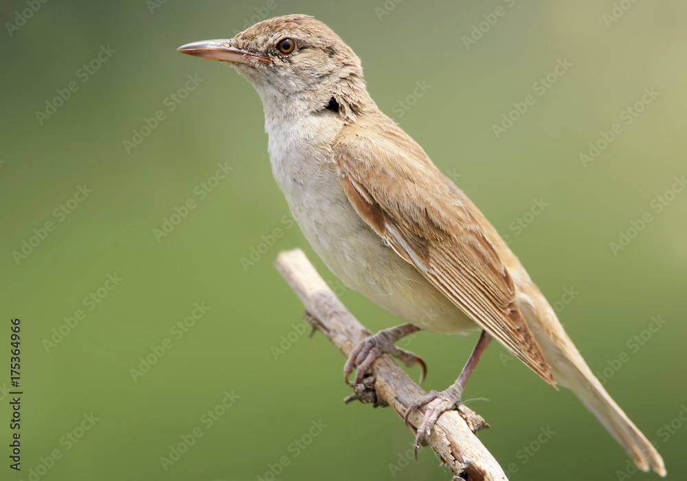 Obraz premium Extra close up portrait of great reed warbler on green blurred background.