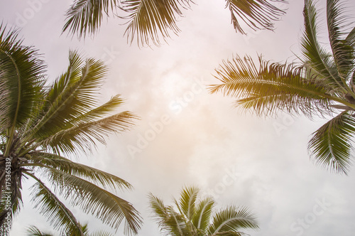 Coconut trees view.