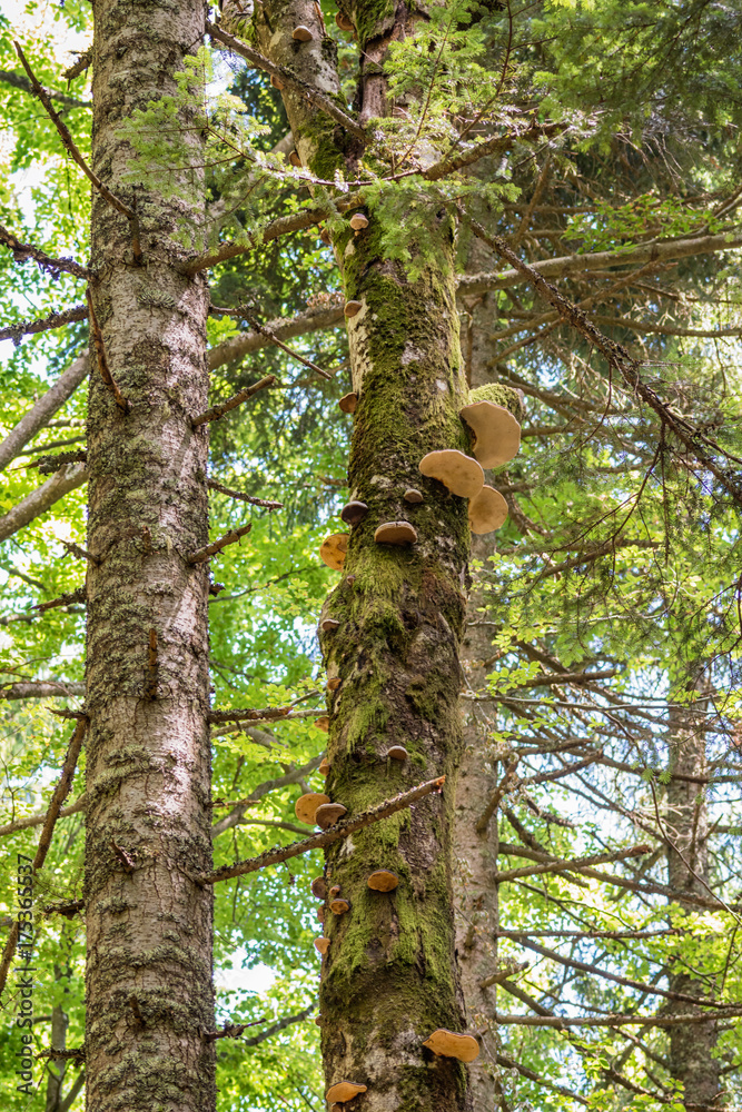 Fototapeta premium mushrooms on the tree