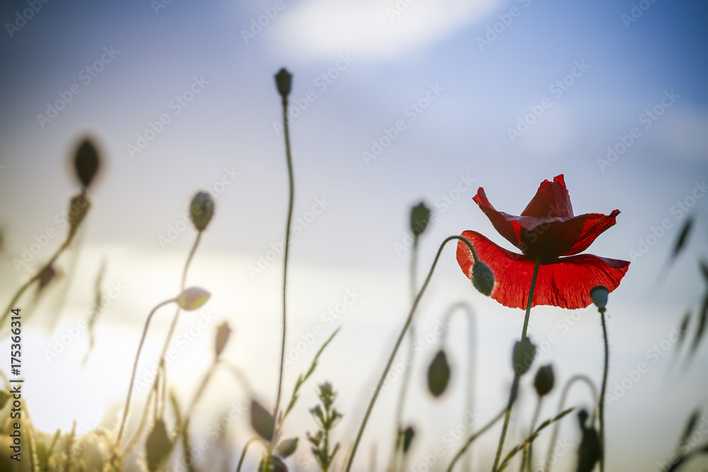 Naklejka premium single poppy on blue sky backgound