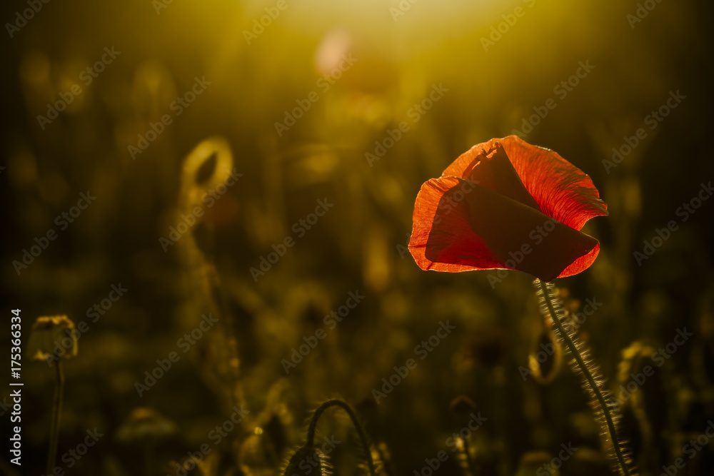 Fototapeta premium single poppy on dark background