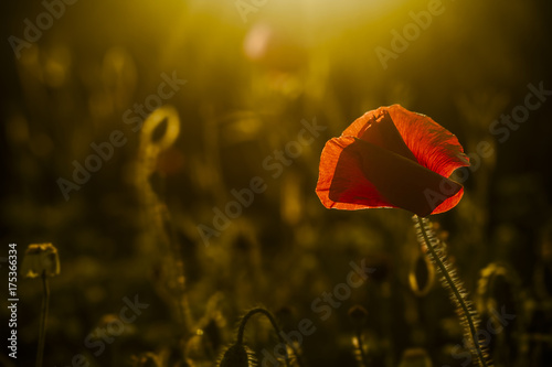 Fototapeta Naklejka Na Ścianę i Meble -  single poppy on dark background