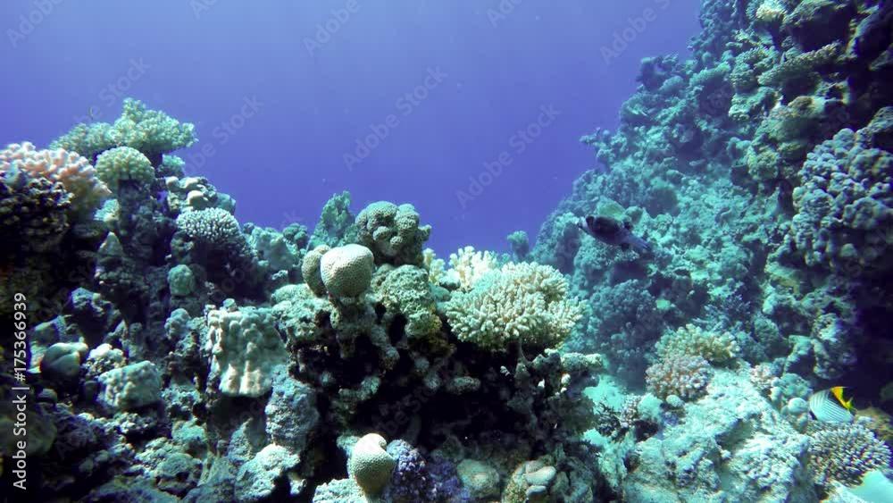 Coral reef, tropical fish. Warm ocean and clear water. Underwater world. Coral reef, tropical fish. Warm ocean and clear water. Underwater world.