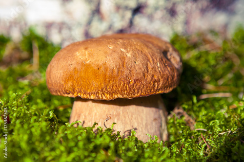 Mushroom on moss.