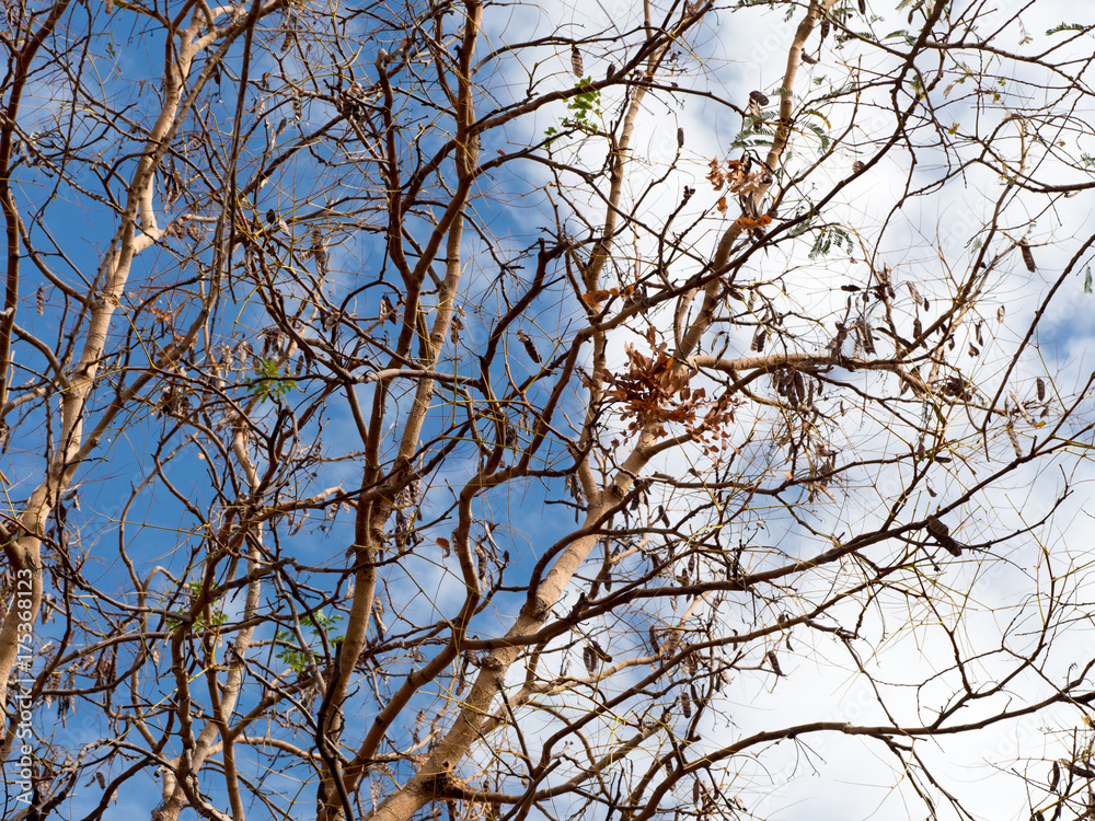Lonely dry tree against with blue sky and white cloud. Lonely dry tree against with blue sky and white cloud.