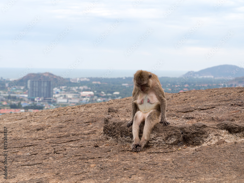 Fototapeta premium Old female monkey sitting sad on rock at top mountain with blur city view background.