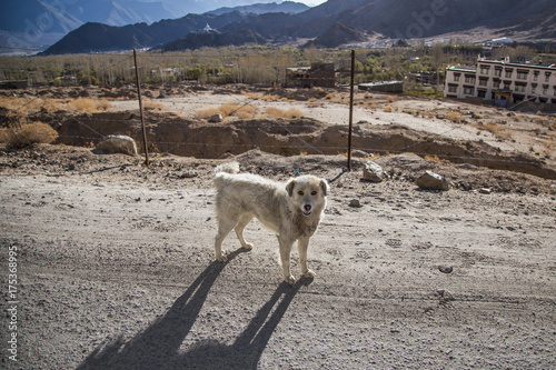 Dog in Ladakh