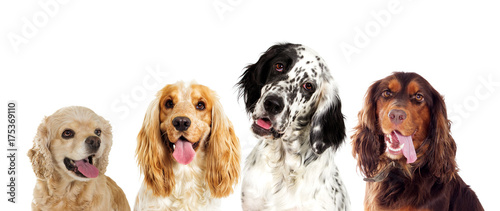 Portrait of an english setter dog And spaniel looking