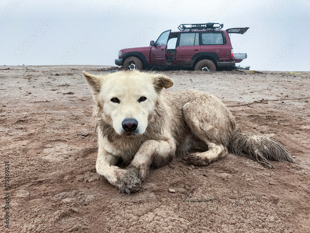 white wolf dog while looking at you covered by mud foto de Stock