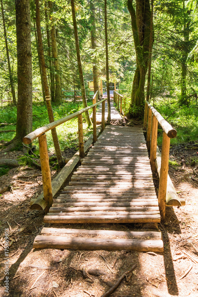 Fototapeta premium bridge in the forest