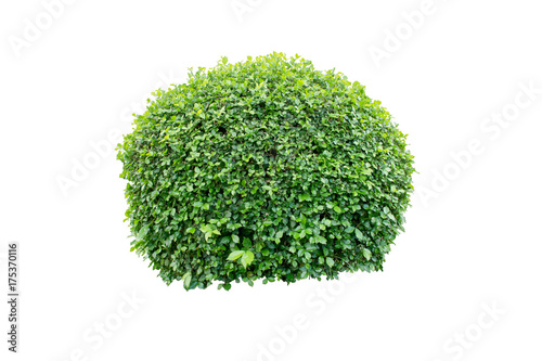 Fotografia, Obraz Tree bramble or Decorative shrub on isolated background for Garden decoration or