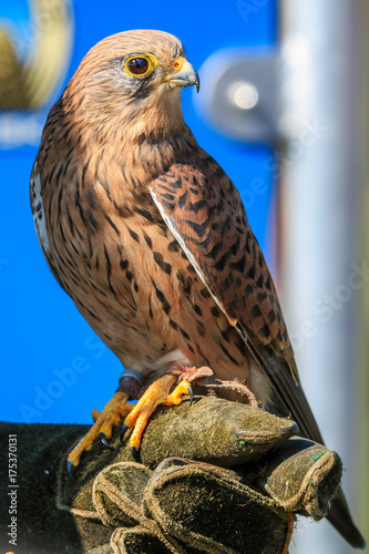 Kestrel sitting on a hawkers gloved hand