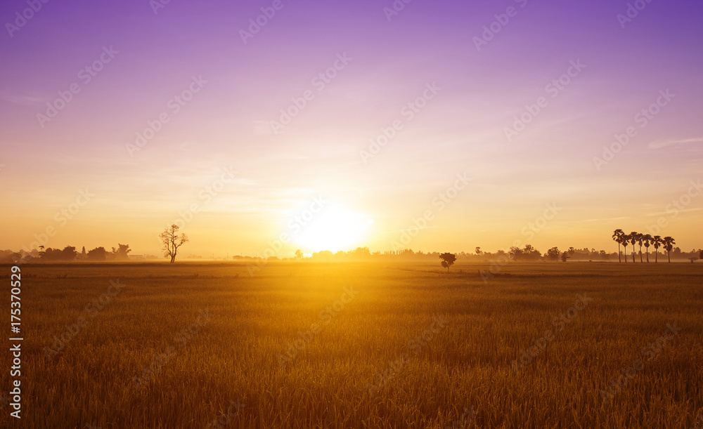 Sunrise over the fields of morning in summer