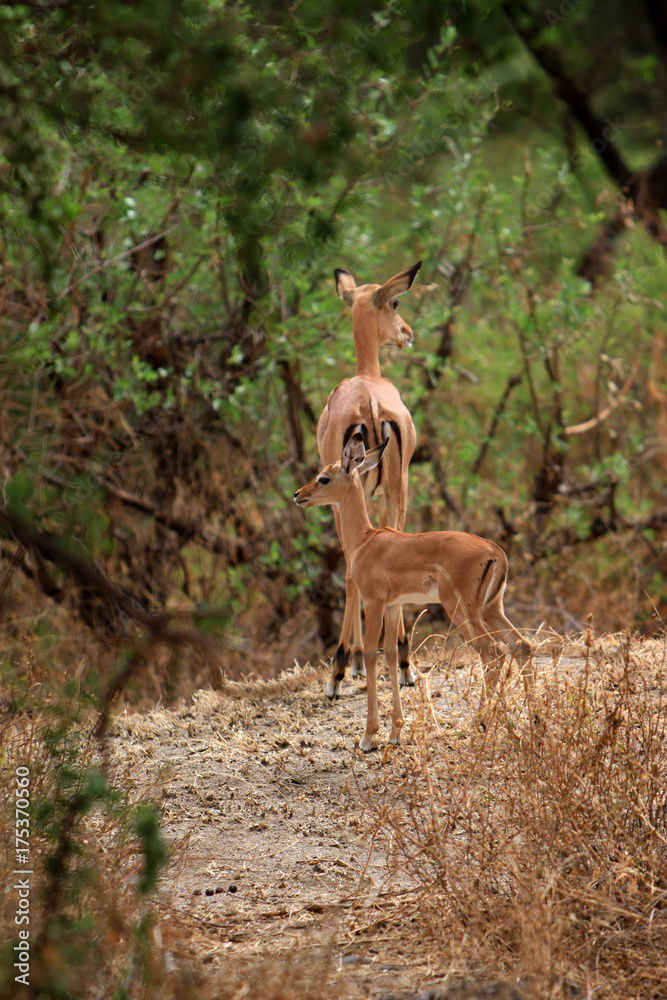 impala family