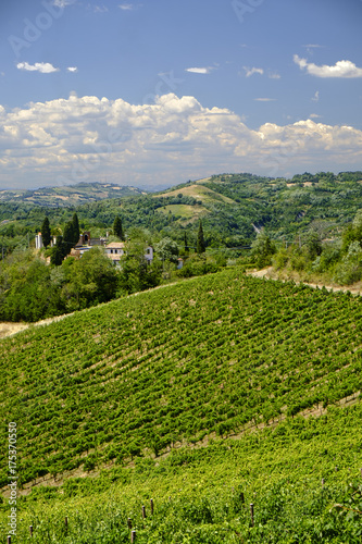 Landscape in Romagna at summer  vineyards