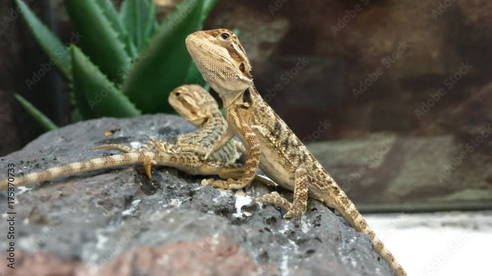 4K HD Video of two baby Bearded Dragon lizards on a rock, cactus in background, 1 sitting still while the other looks around. This species is very popularly kept as a pet and widely seen in zoos. 4K HD Video of two baby Bearded Dragon lizards on a rock, cactus in background, 1 sitting still while the other looks around. This species is very popularly kept as a pet and widely seen in zoos.
