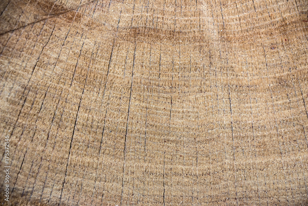 The texture of the wood, sawed the barrel, a wooden texture for the background