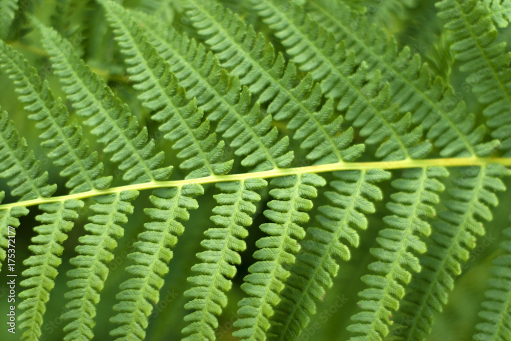background: fern leaves close-up