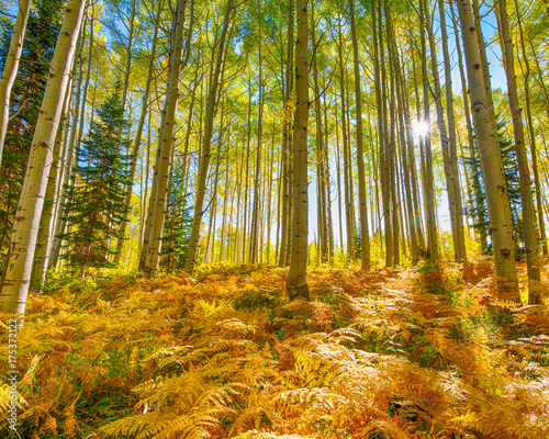 Fall on Kebler Pass Rd, Colorado