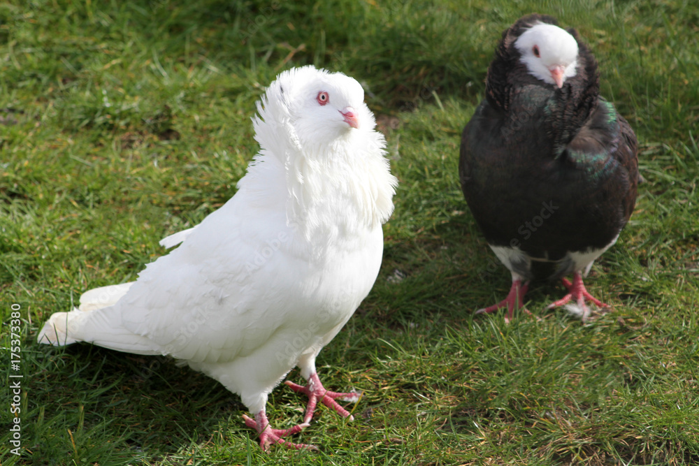 Obraz premium pigeon
