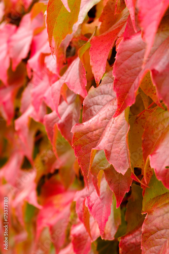 Red leaves detail
