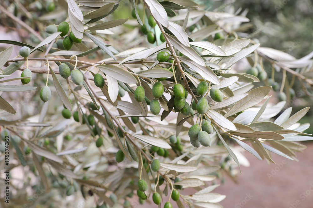 Growing olives on the olive tree branches.