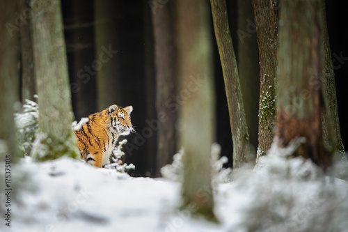 Tiger in winter forest