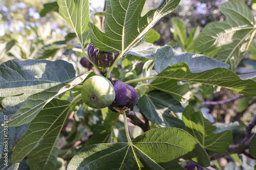Growing fig fruits on branches of a fig tree.