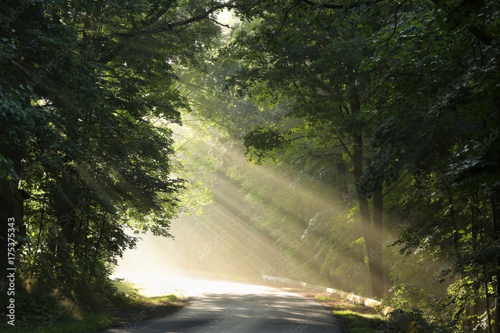 Fototapeta premium Rural road through the forest on a foggy morning 