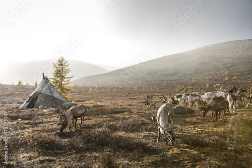 rein deer in the rain