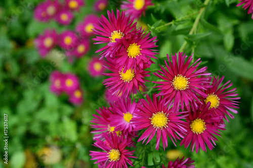 Autumnal magenta Michaelmas daisies