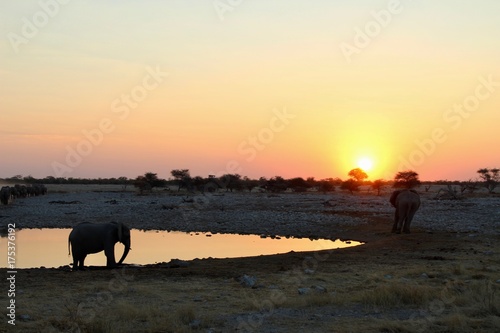 Elephants drinking from Okaukuejo waterhole - Etosha Park Namibia