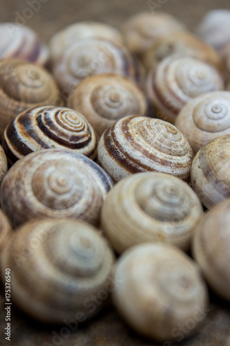 Snail Shells