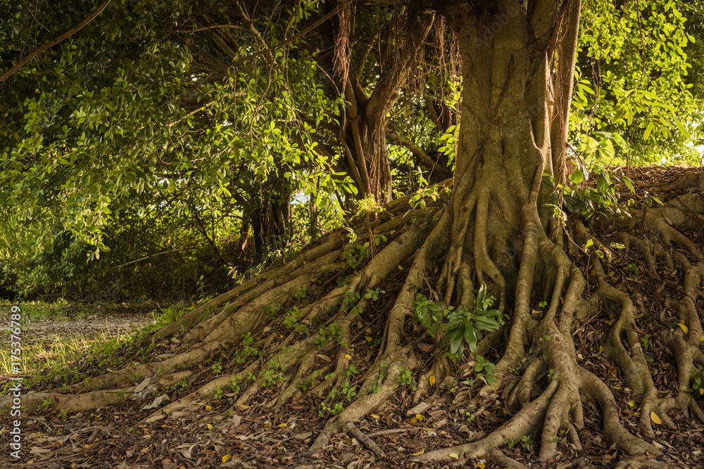 Roots of tree above the ground background Roots of tree above the ground background