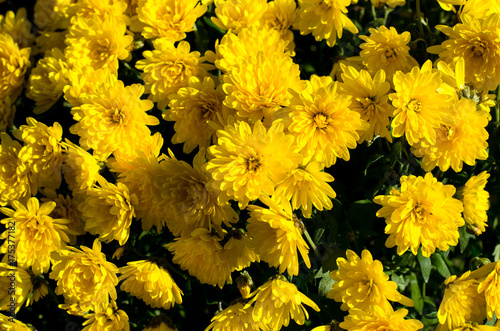 yellow chrysanthemum flower