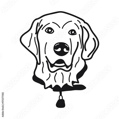 Portrait of Labrador Retriever Dog Breed on White Background,Vector illustration